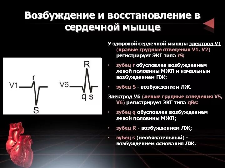 Каковы правила тренировки сердечной мышцы. Возбудимость сердечной мышцы. возбуждение сердечной мышцы. фазы изменения возбудимости сердечной мышцы. особенности возбудимости сердца.