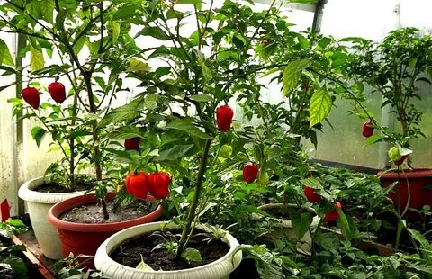 Перец хабанеро условия выращивания