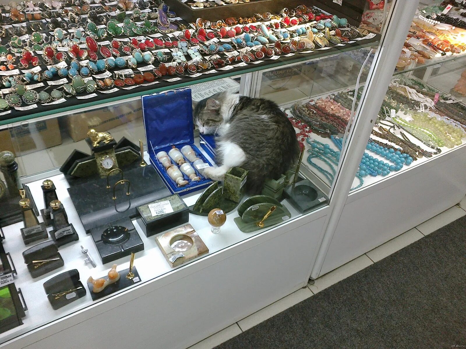 Cat store. Кот в магазине. Кот на прилавке. Кошка в магазине. Кошачий магазин.