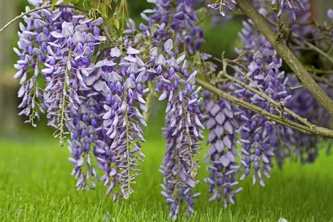 Глициния wisteria