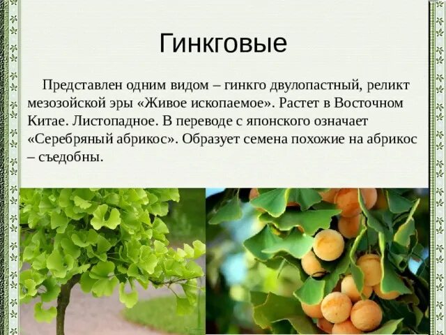 Гинкговые голосеменные растения примеры Многообразие и классификация голосеменных растений. Отдел голосеменные: 1) класс