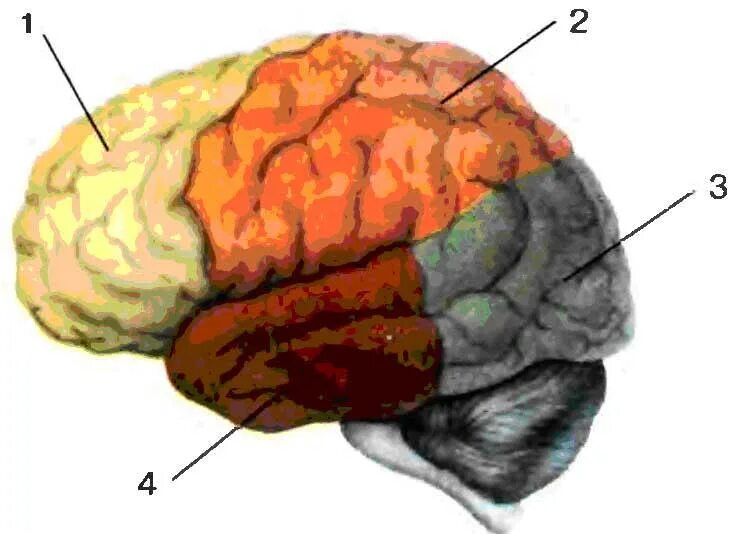 Доли больших полушарий 1. лобная 2. теменная 3. височная 4. затылочная. В коре головного мозга 4 части теменная. Головной мозг без подписей. Строение головного мозга человека доли. Нейроны в затылочной доле коры