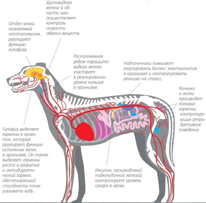 Где у собаки железы. Лимфатическая система собаки схема. Система желез у собаки. Эндокринная система собаки. Лимфатические узлы собаки схема.