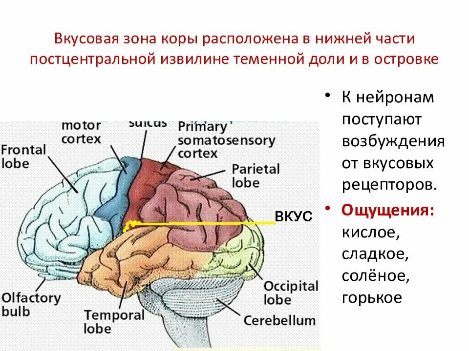 Чувствительные зоны коры больших полушарий. Зоны коры. Вкусовая зона коры. Слуховая зона коры расположена.