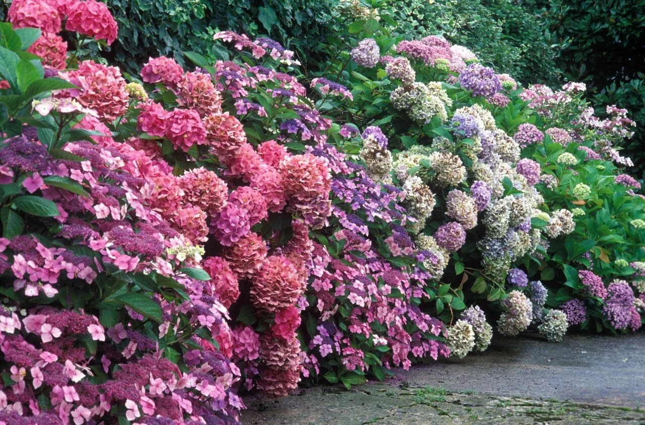 Декоративные кустарники цветущие с названиями