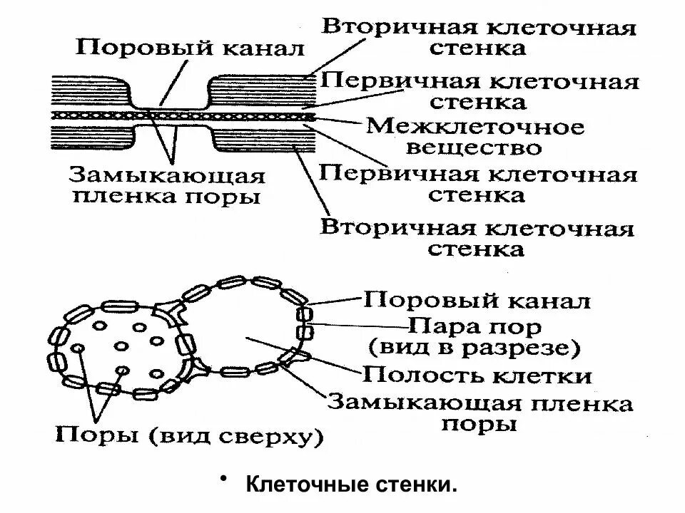 Формирование вторичной клетки. Строение первичной клеточной стенки. строение вторичной клеточной стенки. первичная и вторичная клеточная стенка растений. первичная и вторичная клеточная оболочка схема.