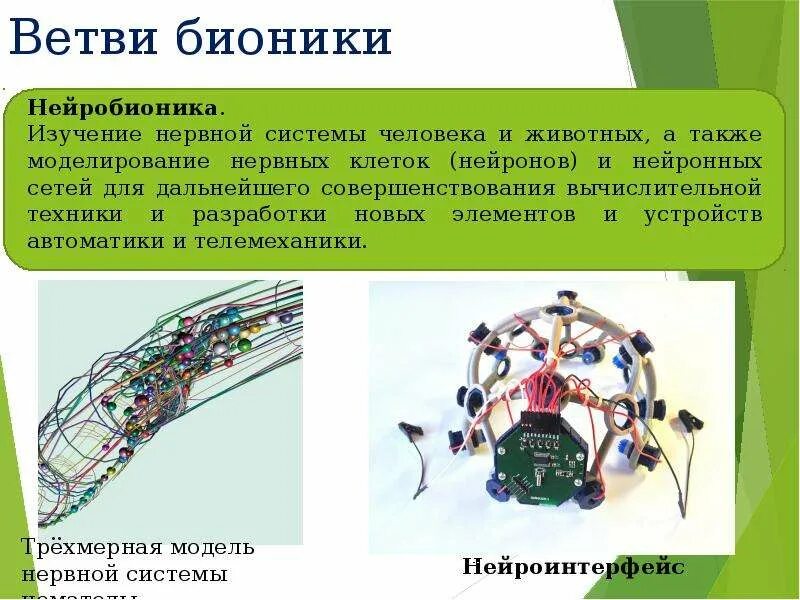 Бионика. Бионика презентация. Нейробионика. Бионика и биомиметика.