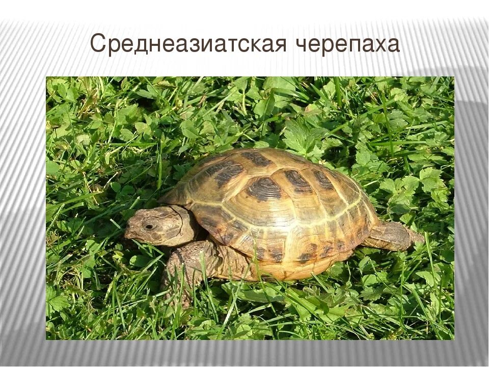 Черепаха 3 класс. Черепаха 3 класс