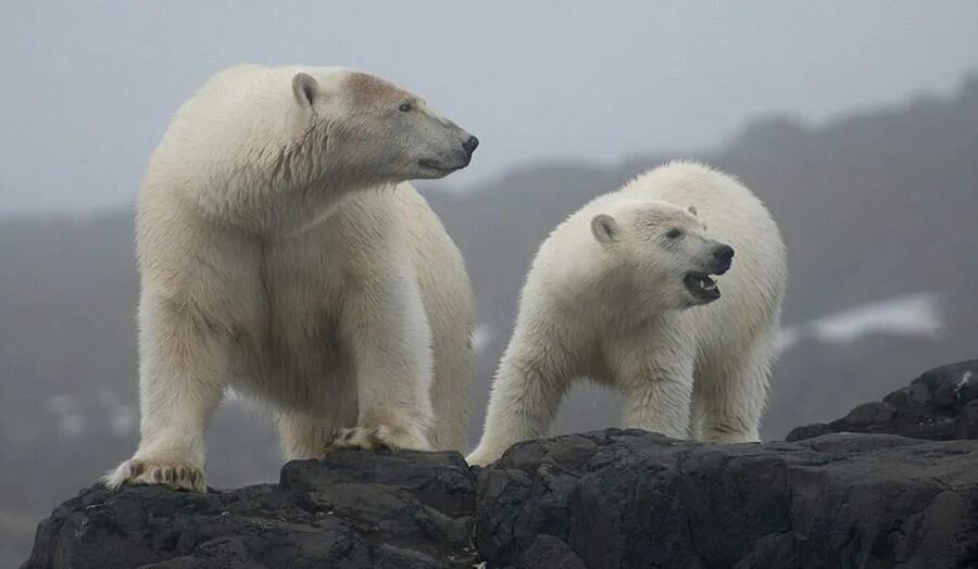 Белый медведь с медвежатами. Их два белый и. Порода кошек альбинос. Виды белых медведей. Камчатский белый медведь.