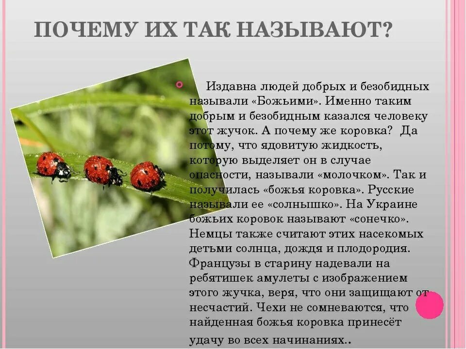 Почему так называется 2 класс. Божья коровка почему так называется. почему божью коровку назвали божьей коровкой. почему божью коровку так назвали. интересные факты о божьей коровке.