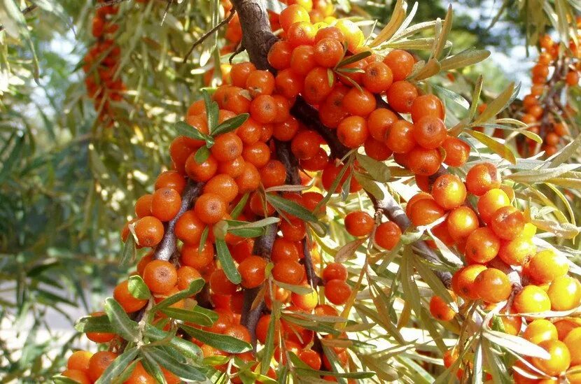Облепиха сорт чечек. Облепиха крушиновая. облепиха hippophae. облепиха джемовая. облепиха крушиновидная джемовая.