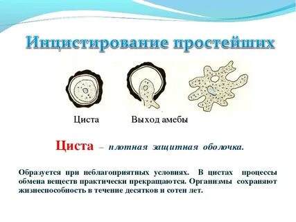 Что происходит с амебой в неблагоприятных