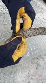 Змеи в новороссийске
