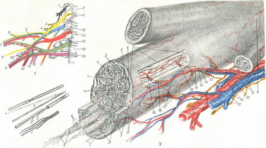 Внутреннее строение нерва. Строение периферического нерва топографическая анатомия. Нервные волокна человека анатомия. Периферические нервы периневрий эндоневрий. Нервные окончания анатомия.