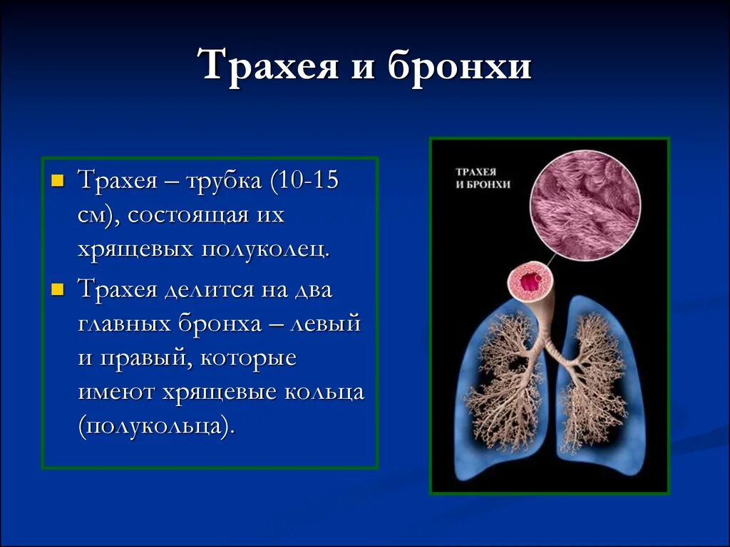 Какую функцию выполняют хрящевые полукольца трахеи. Какую функцию выполняют хрящевые полукольца трахеи