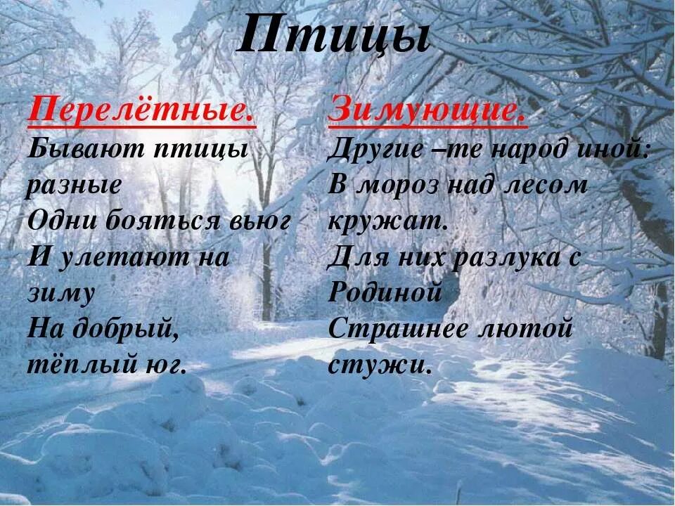 Тетерев зимующая птица. Где проводить зиму. Как зимуют бобры. Где зимуют зимующие птицы. Как зимуют ежи.