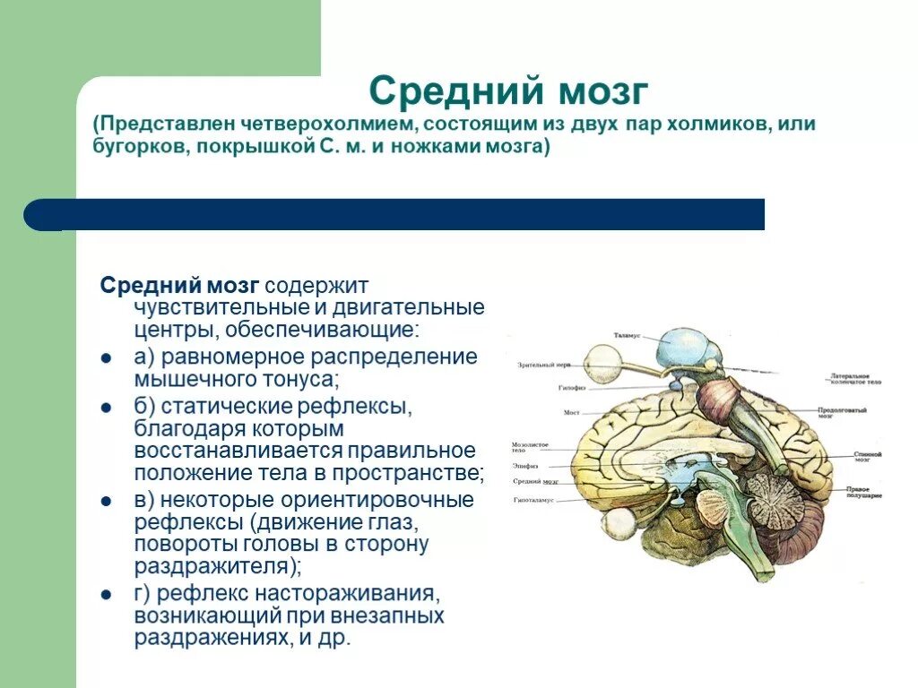 К центрам среднего мозга относится:. Строение и функции среднего мозга. Средний мозг строение. Строение среднего мозга мозга.