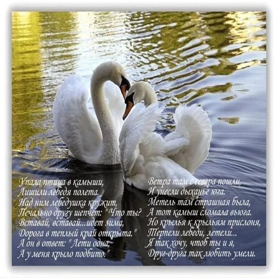 упала птица в камыши лишили лебедя слушать. песня упала птица в камыши. упала птица в камыши лишили лебедя слушать. упала птица в камыши лишили лебедя слушать. лебедь в камышах.