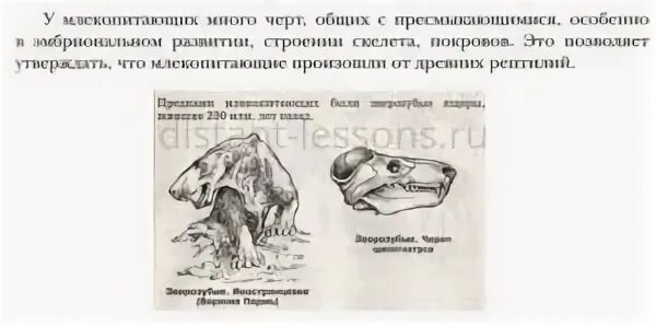 Тест млекопитающие 7 ответы. Тест млекопитающие 7 ответы