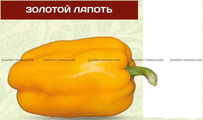 Перец золотой лапоть сибирский сад. Огромные лапти. Перец золотой лапоть. Перец золотой лапоть. Золотой лапоть.