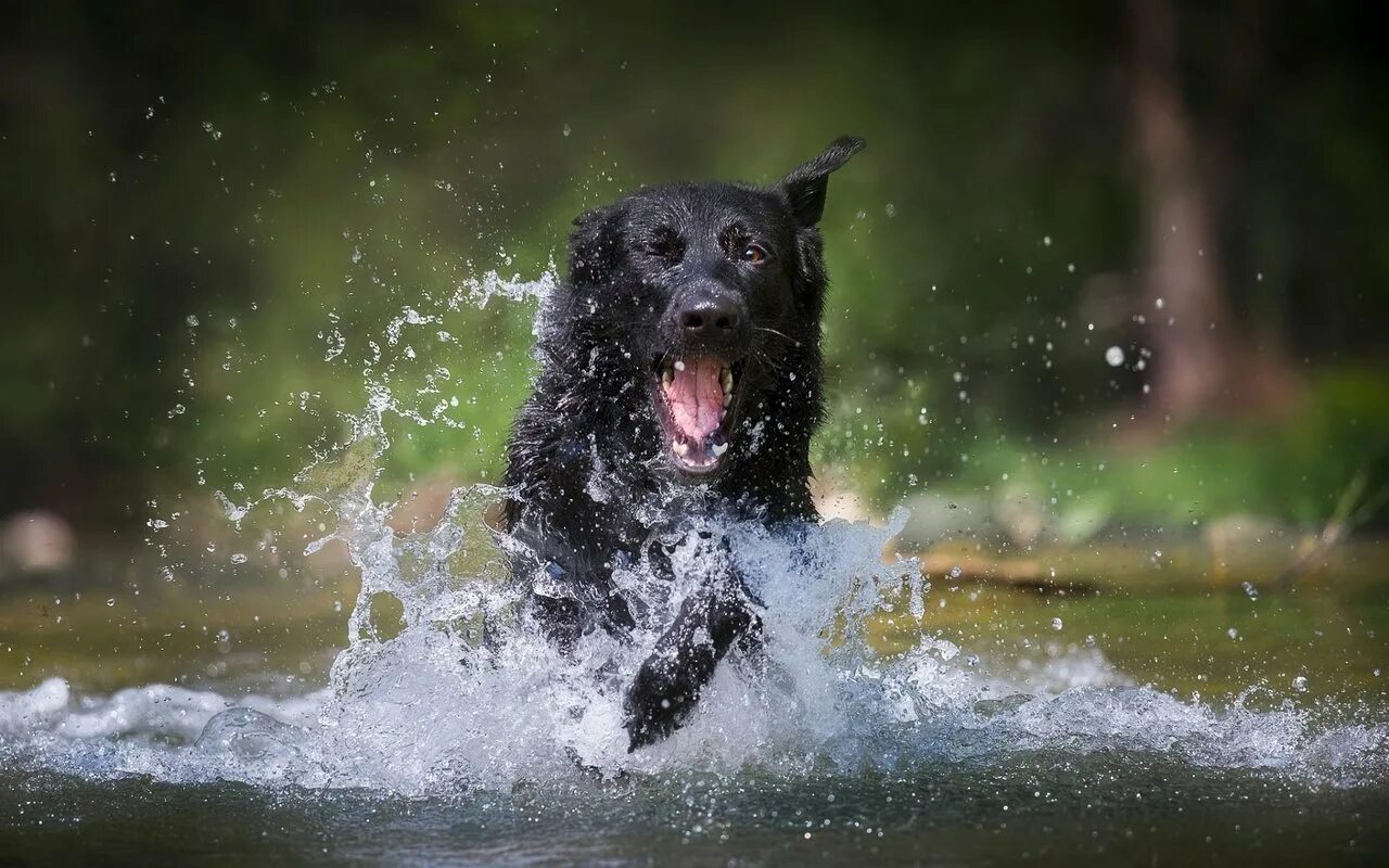 Лабрадор ретривер плывёт. Водные игры с собакой. К чему снится собака в воде. Мокрая собака. Лабрадор в прыжке.