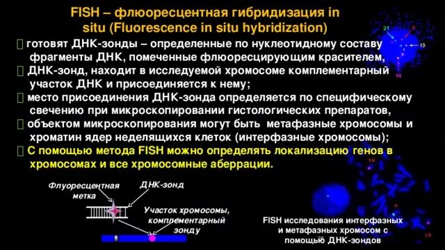 Метод гибридизации днк. Днк зонд. метод генетических зондов. днк зонды применение. флуоресцентная гибридизация in situ.