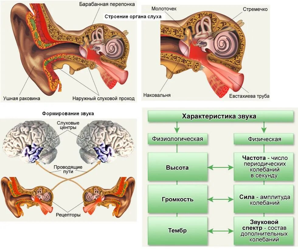 Органы чувств сердце. Строение органов чувств. Органы чувств анатомия. Роль звука в жизни человека. Центры органов чувств.