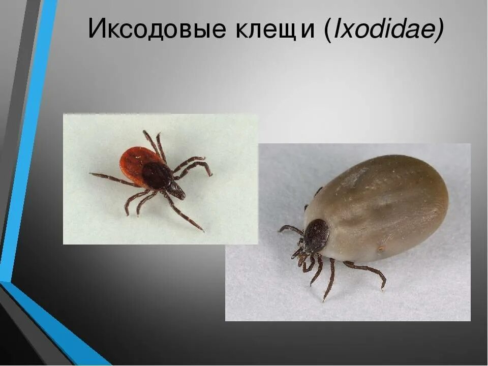 Как отличить энцефалитного