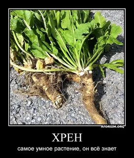 Когда копать хрен