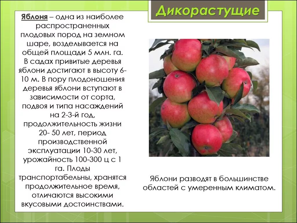 Яблоня возраст. Продолжительность жизни яблони. Сколько плодоносит яблоня. Яблоня Продолжительность жизни дерева. Яблоня высота дерева.