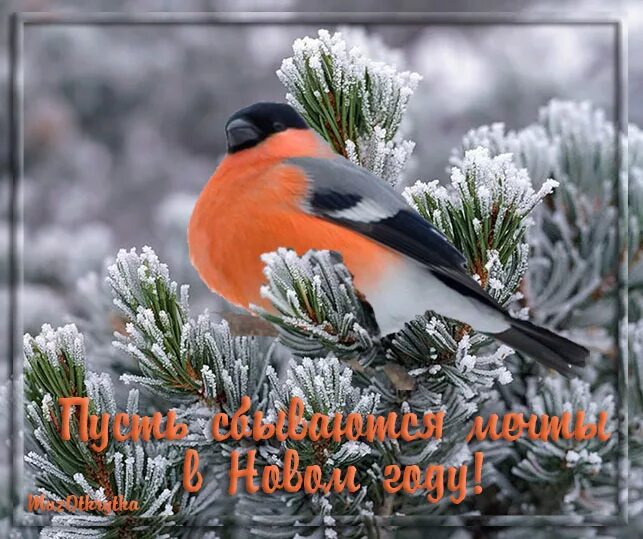 добрый день со снегирями. красногрудый снегирь. доброе зимнее утро картинки со снегирями. с добрым утром снегири. зимнее утро снегири.