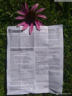 Эхинацея раствор инструкция