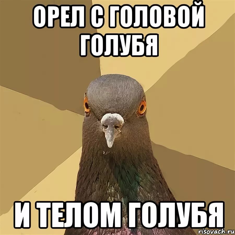 Голуби лев толстой. Голубь голова и тело. Лев с головой голубя и телом голубя. Голубь Мем.