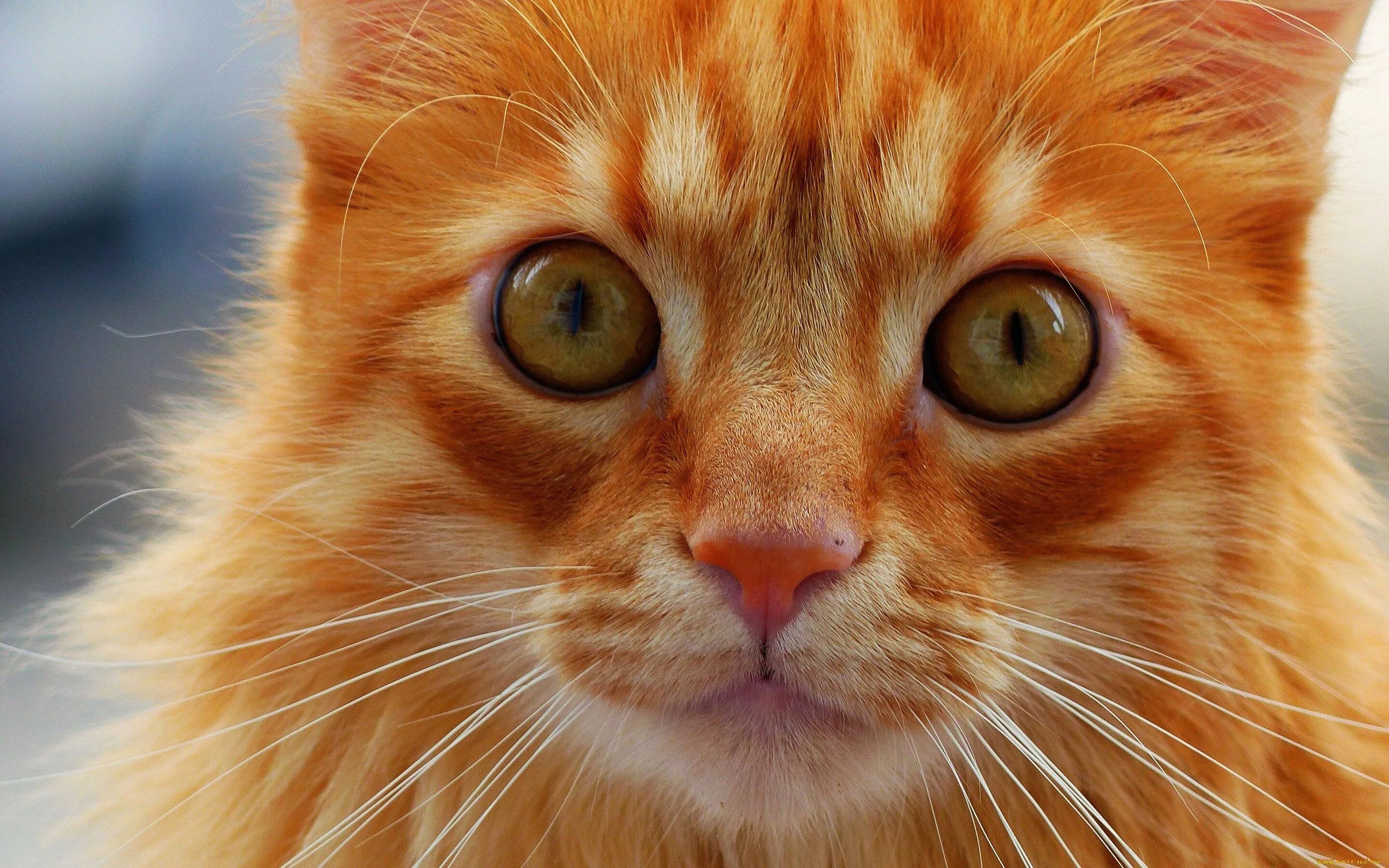 Рыжий кот. Рыжий котик. Рыжая кошка. Красивая рыжая кошка. Рыжая бритая