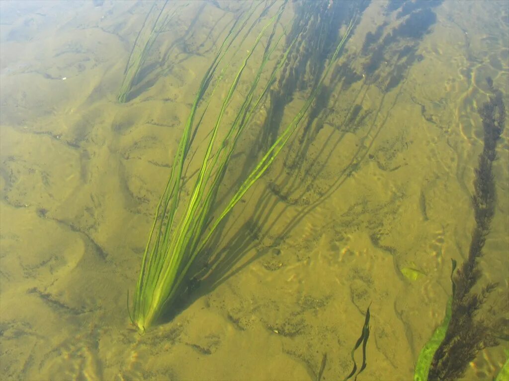 Пресноводные водоросли. Водоросли в реке. Донные водоросли.