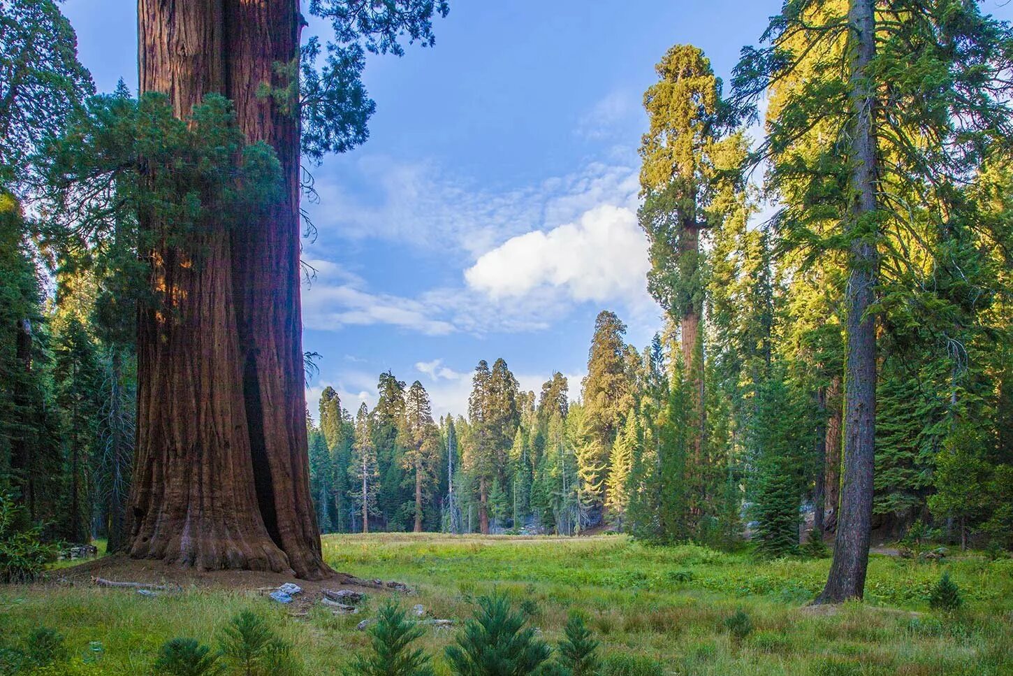 Sequoia 15.2