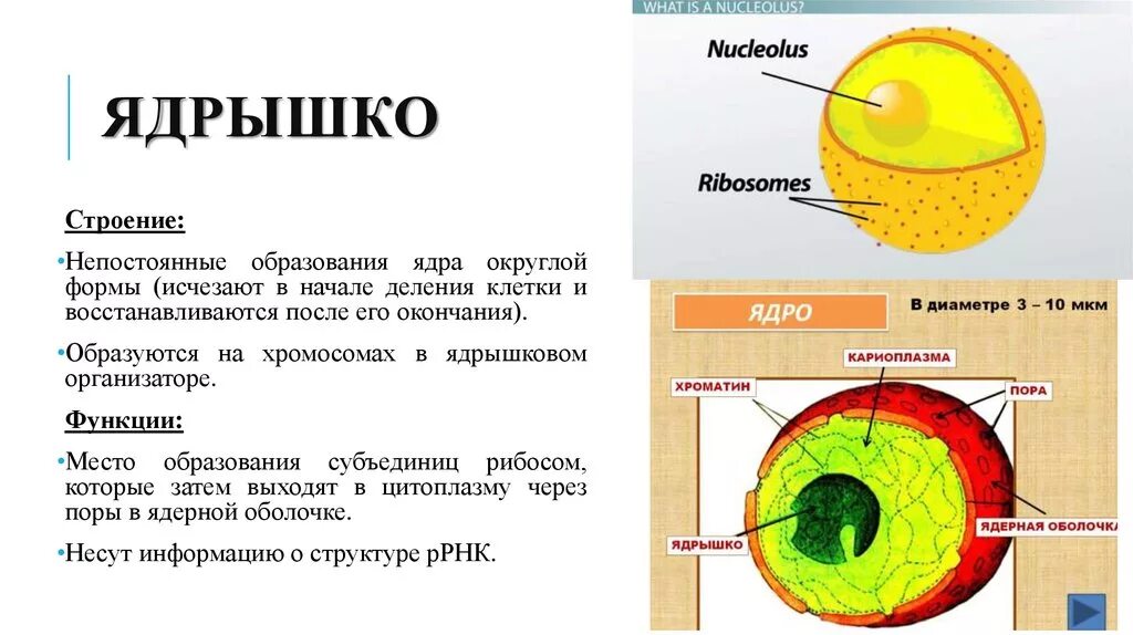 Клеточное ядро 10 класс. Клеточное ядро 10 класс