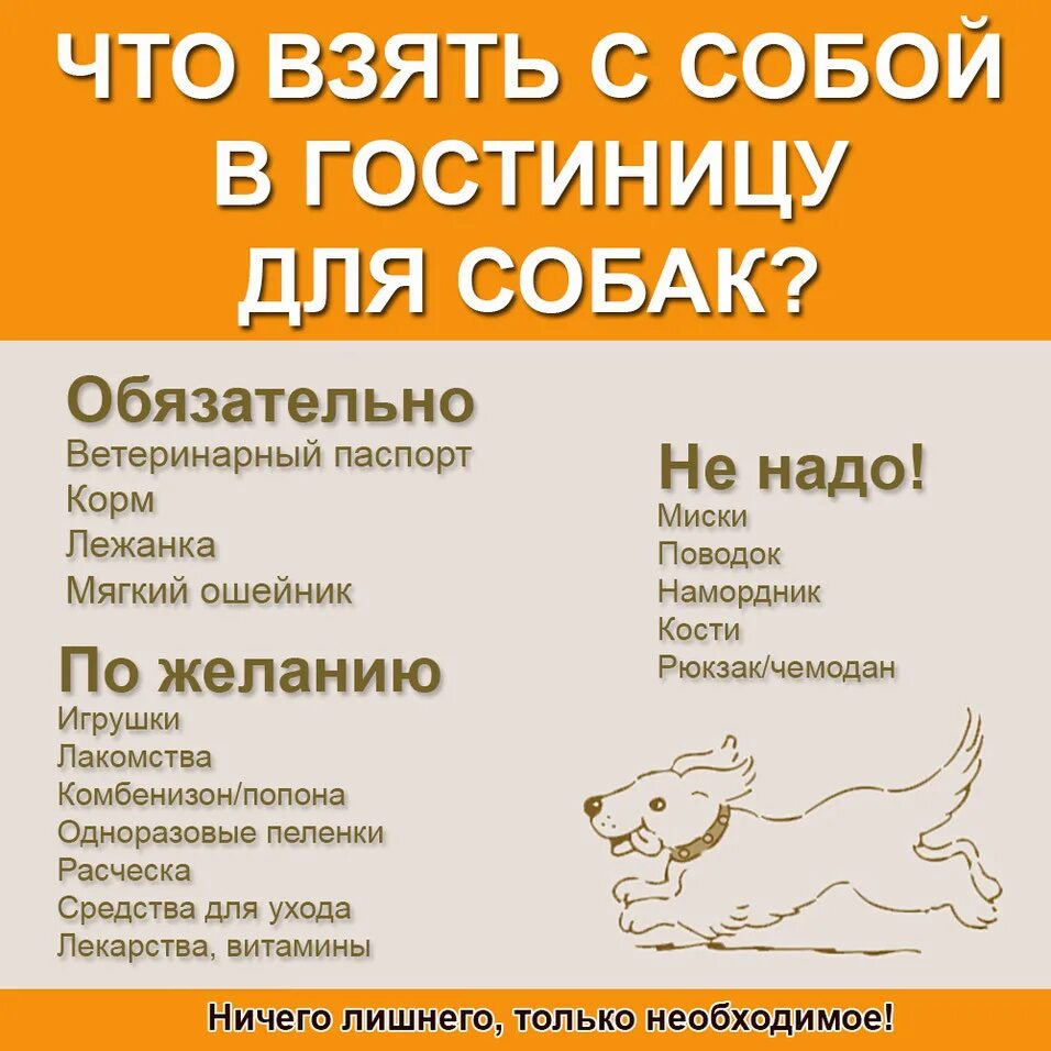 Что взять с собой в поездку собаке. Что брать в поездку с собакой. Что взять собаке на море. Что нужно взять для собаки. Что надо купить собаке