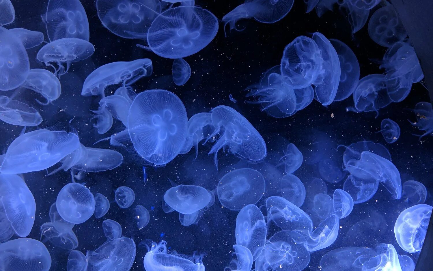 Португальский кораблик ожоги. Медуза безрукий. Медузы. Медузы на рабочий стол. Кожа медузы.