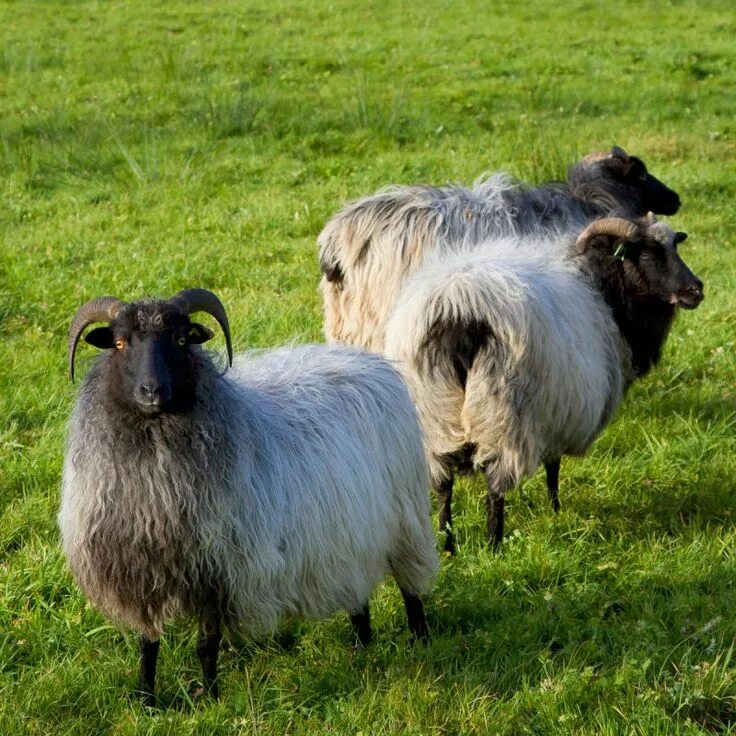 Цигайская порода овец. Лузгановская порода овец. Апшеронская порода овец. Волошская порода овец.