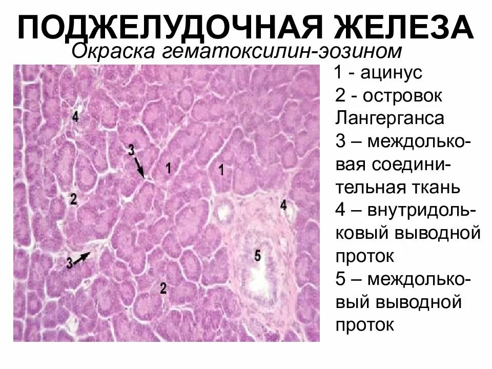 Клетки печени называются. Островки Лангерганса гистология. Ткань поджелудочной железы гистология. Ацинусы поджелудочной железы гистология. Ацинус поджелудочной железы гистология препарат.