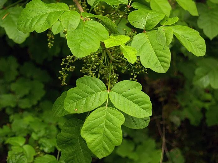 Poison plant. Poison Oak. Atlantic Poison Oak. Poison Oak Sakhalin. Poisonous Plants Israel.