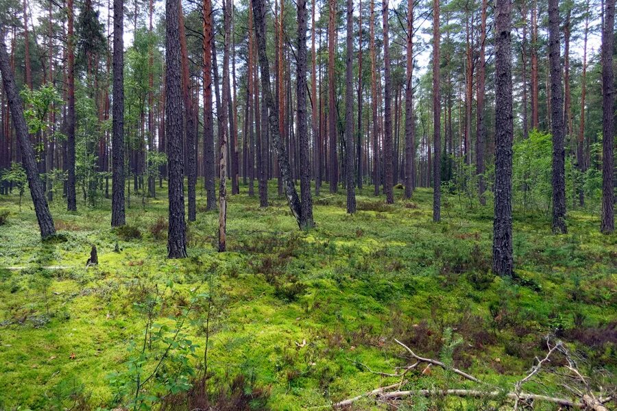 Сосняк зеленомошник. Ельник зеленомошник. Сосняк лишайниковый напочвенный Покров. Бор зеленомошник.