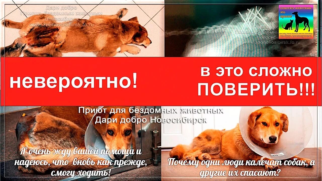 Спасения бездомных животных дари добро. Спасение бездомных животных приют дари добро нск. приют дари добро в новосибирске.