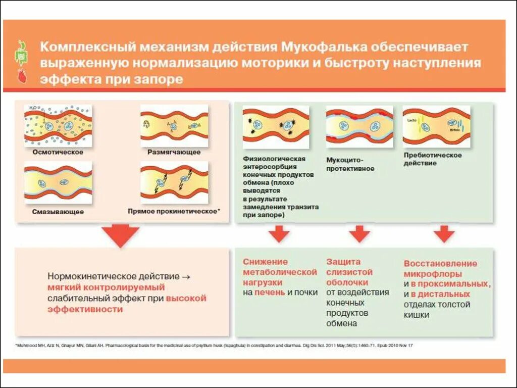 Механизм действия осмотических слабительных. Осмотические слабительные механизм действия. Механизм действия Мукофалька при запоре. Схема воздействия слабительных. Механизм слабительного