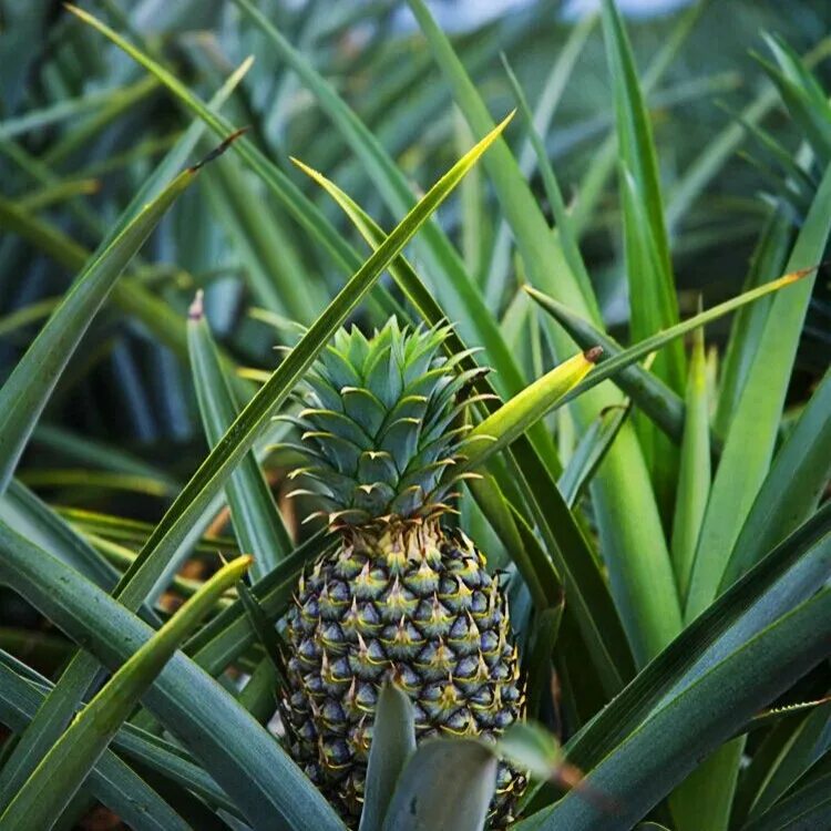 Ананас это. Ананас хохлатый. Ананас (ananas). Ананас, Коста-Рика. Коста Рика плантации ананасов.