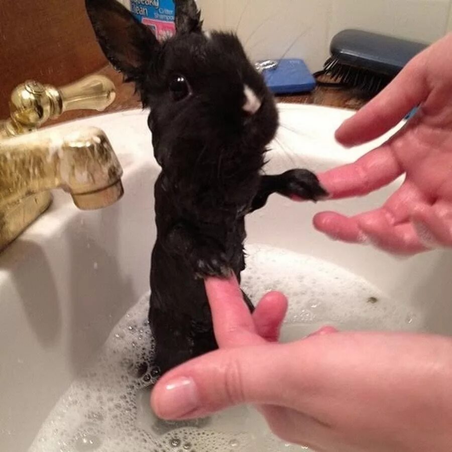 Можно ли мыть кролика декоративного. Кролик купается. Мокрый кролик. Кролик в раковине купается.