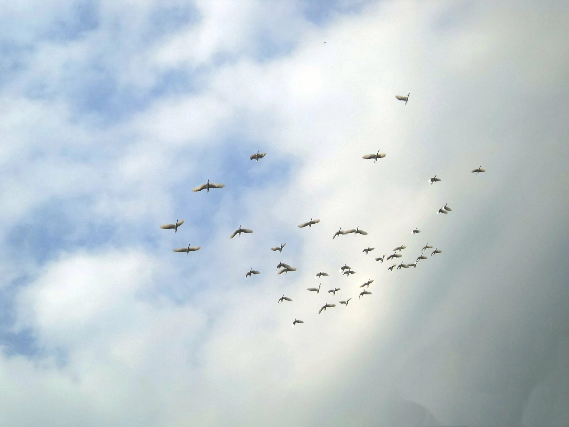 Птицы стаей улетают. Стая птиц. Птицы в небе. Стая птиц в небе. Птицы в небе вдалеке.