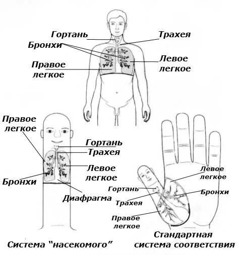 Точечный массаж для отхождения мокроты. Активные точки при кашле схема. Куда клеить перцовый пластырь при кашле. Точки воздействия от кашля.