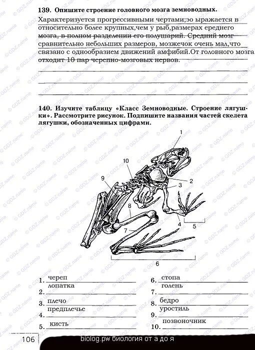 Тест по земноводным с ответами